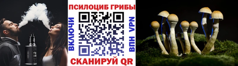 купить  цена  гидра маркетплейс  Псилоцибиновые грибы Psilocybine cubensis  Новоалтайск 