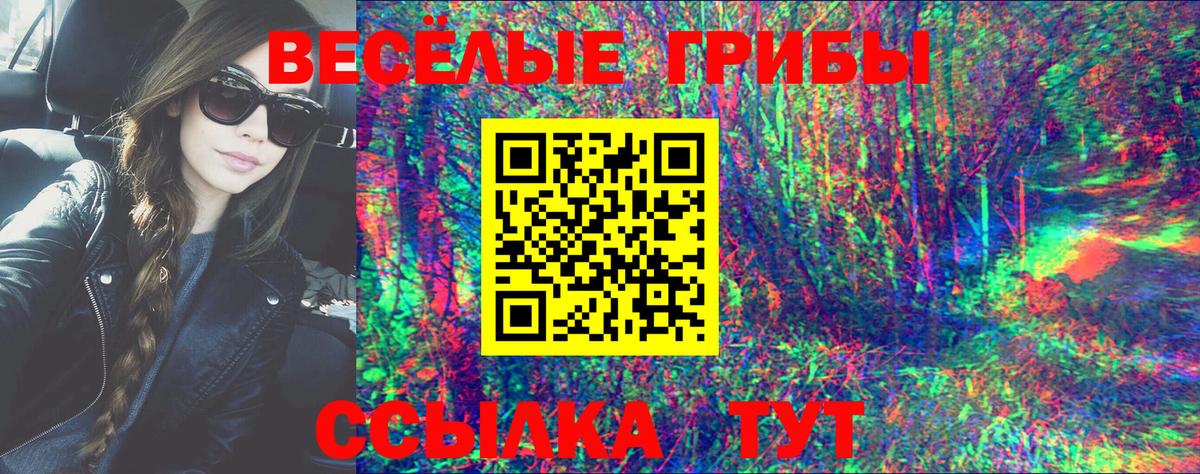 Галлюциногенные грибы Psilocybe Новоалтайск