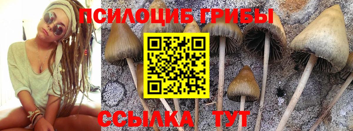 Псилоцибиновые грибы ЛСД  Галлюциногенные грибы Psilocybe  купить закладку  Новоалтайск 